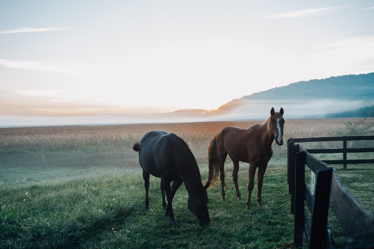 Horse in a field